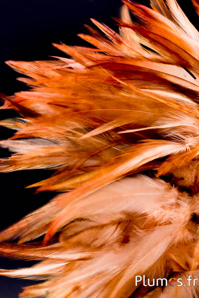 Frange coq - long. plumes 10-15 cm - sable sauvage